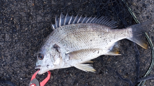 キビレの釣果