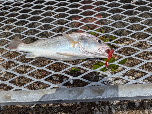 シログチの釣果