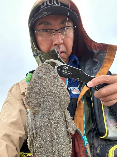 マゴチの釣果