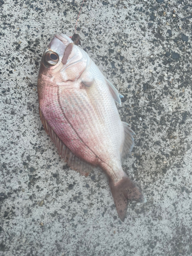 タイの釣果