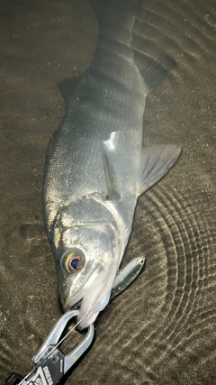 ヒラスズキの釣果