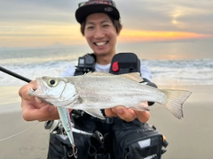 ヒラスズキの釣果