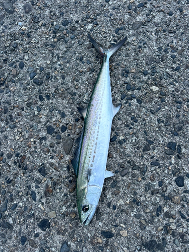 サゴシの釣果