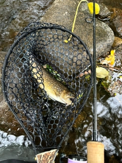 イワナの釣果