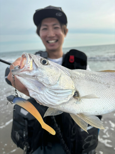 オオニベの釣果