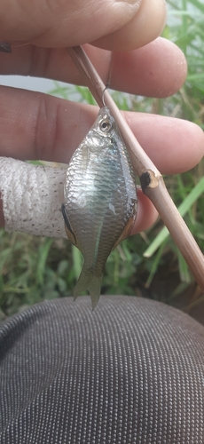 タイリクバラタナゴの釣果