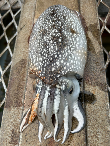 コウイカの釣果