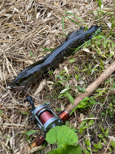 ライギョの釣果