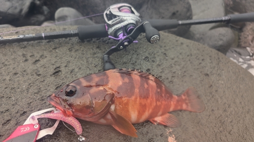 アカハタの釣果