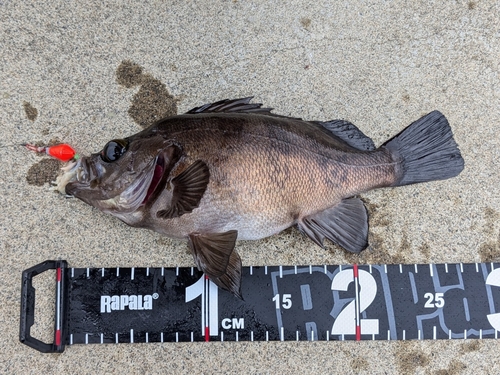 シロメバルの釣果