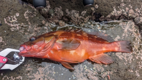 アカハタの釣果