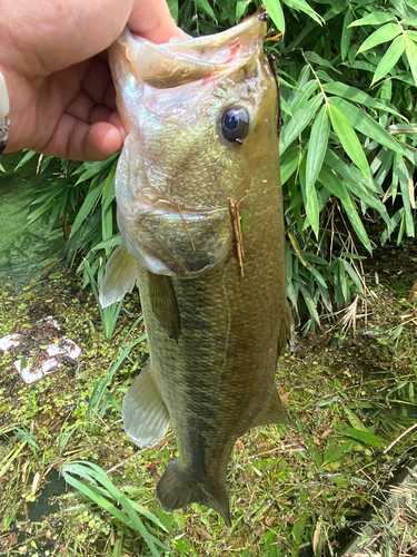 ブラックバスの釣果