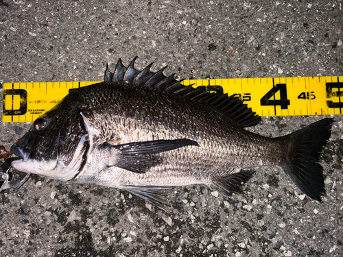 クロダイの釣果