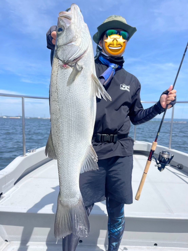 ヒラスズキの釣果