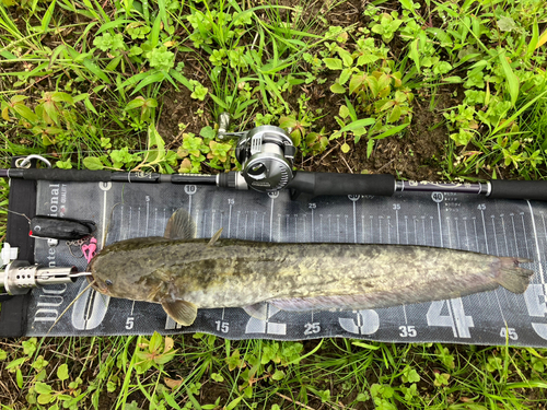 ナマズの釣果