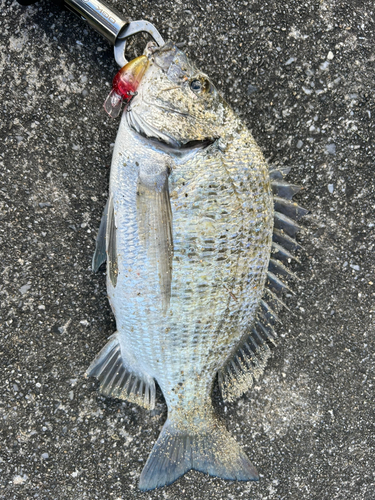 ミナミクロダイの釣果