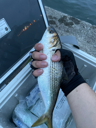 コノシロの釣果