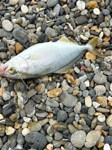 ショゴの釣果