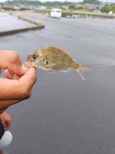 タイの釣果