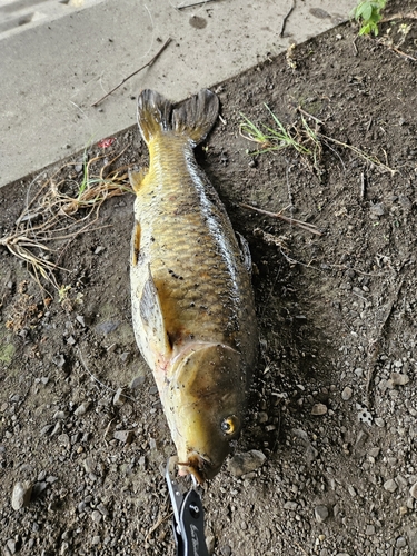 コイの釣果