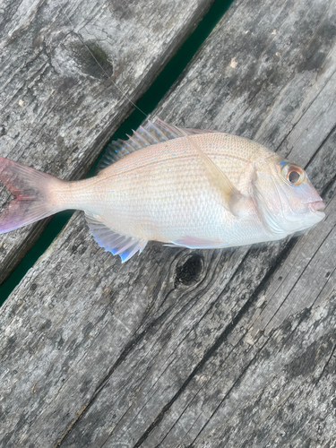 チャリコの釣果