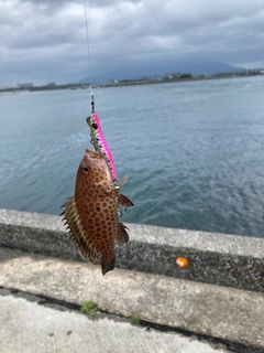 オオモンハタの釣果