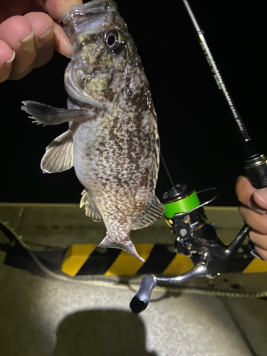 クロソイの釣果