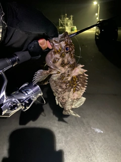 オウゴンムラソイの釣果