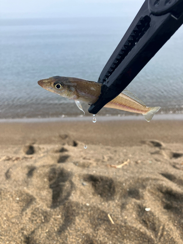 キスの釣果