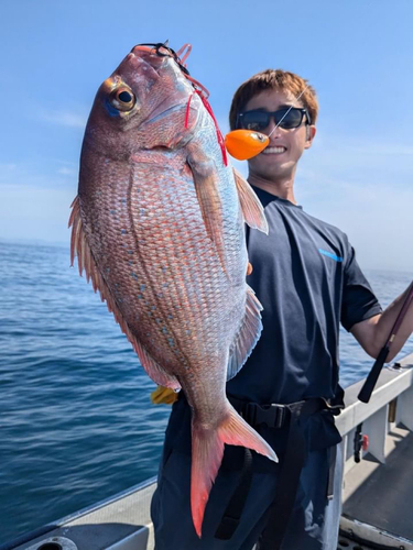 マダイの釣果