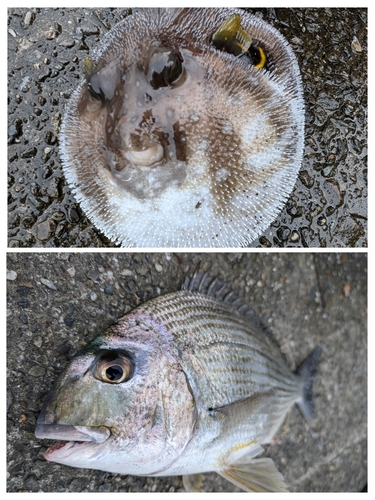 ヒョウタイの釣果