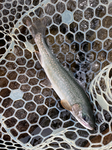 ミヤベイワナの釣果