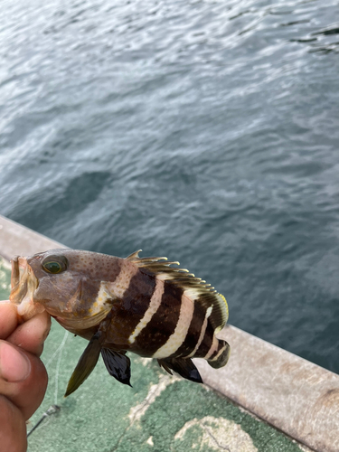 アオハタの釣果