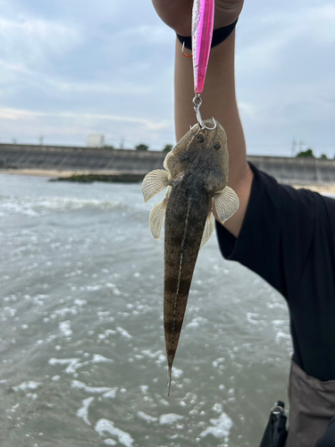 マゴチの釣果