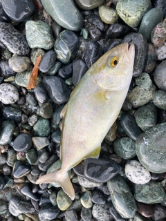 ショゴの釣果