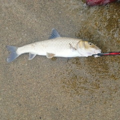 ニゴイの釣果