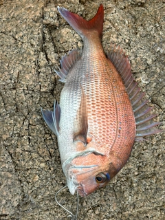 マダイの釣果