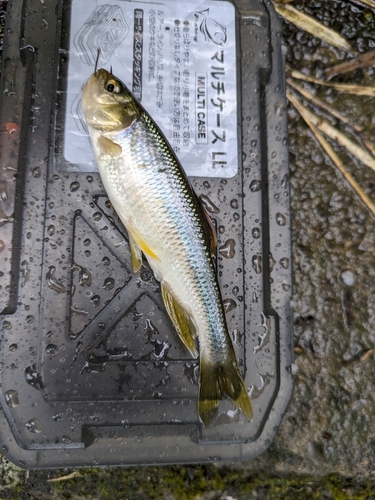 カワムツの釣果