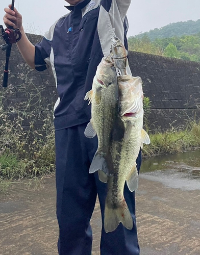 ブラックバスの釣果