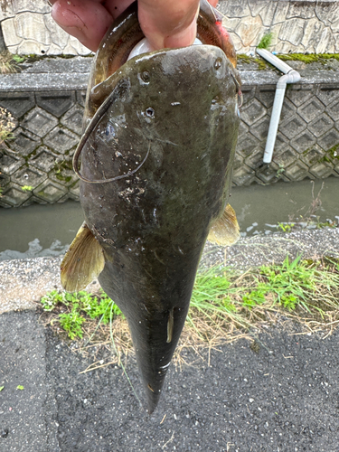 ナマズの釣果