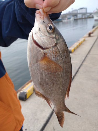 ウミタナゴの釣果