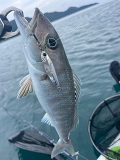 アオチビキの釣果