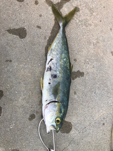 ツバスの釣果