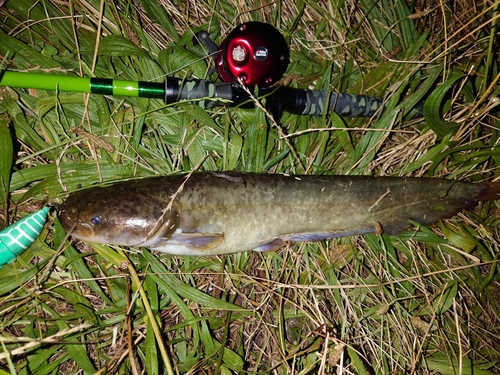 マナマズの釣果