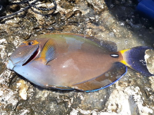 ニセカンランハギの釣果