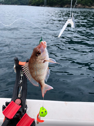 レンコダイの釣果