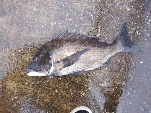 チヌの釣果