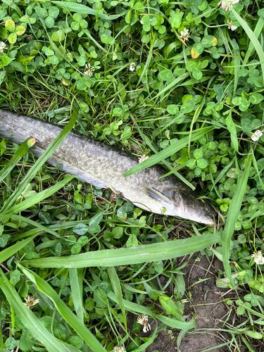 ナマズの釣果