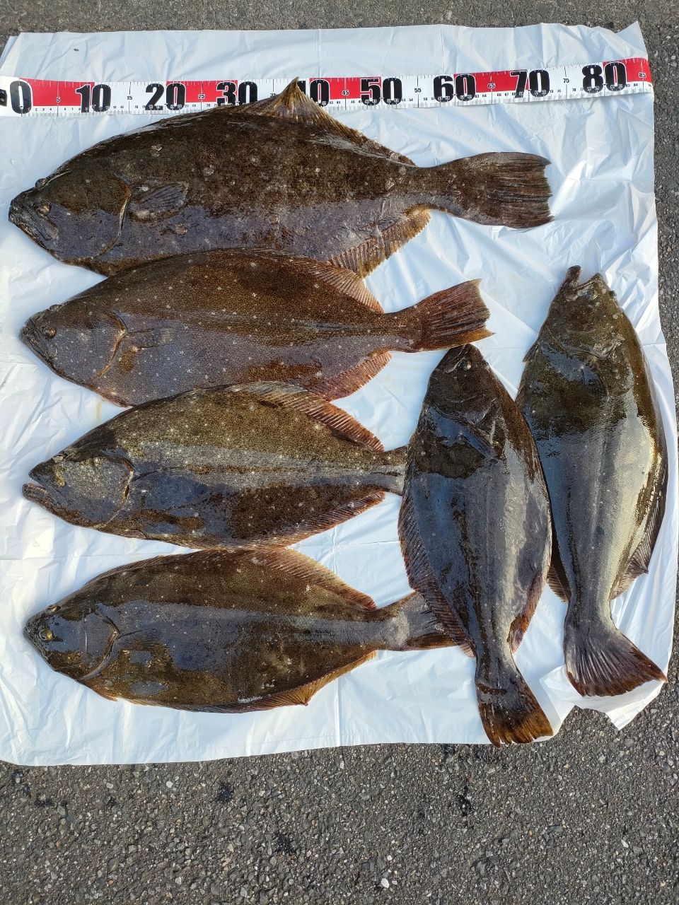 爆釣光輝さんの釣果 2枚目の画像