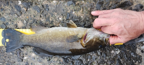 スモールマウスバスの釣果